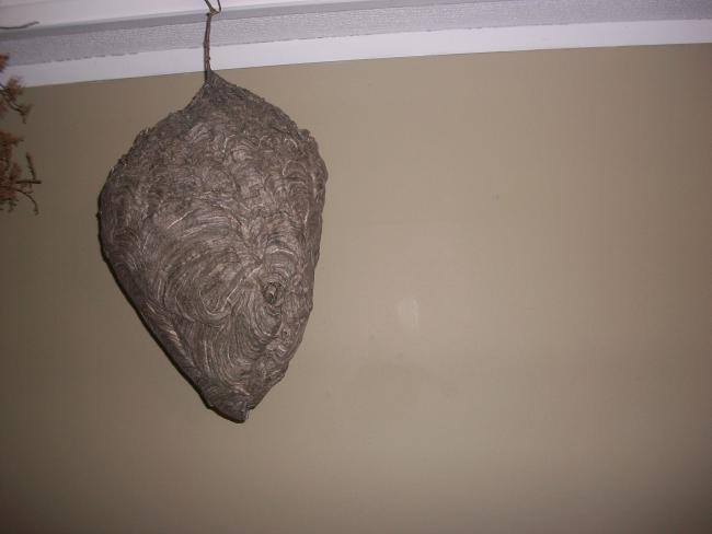 Attached Image: 100_0893.jpg
