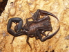 Whip scorpion (Thelyphonida... - last post by Michiel