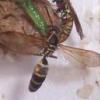 Polistes