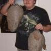 D. maculata nest in a Motor... - last post by BeeMan3